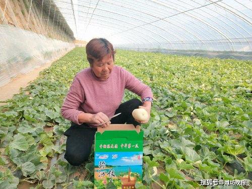 青州弥河吃瓜事件,一场引发热议的民间纠纷纪实