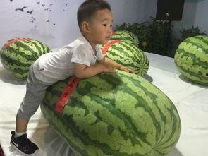 新兴县吃瓜群众事件,网络舆论下的社会现象解析